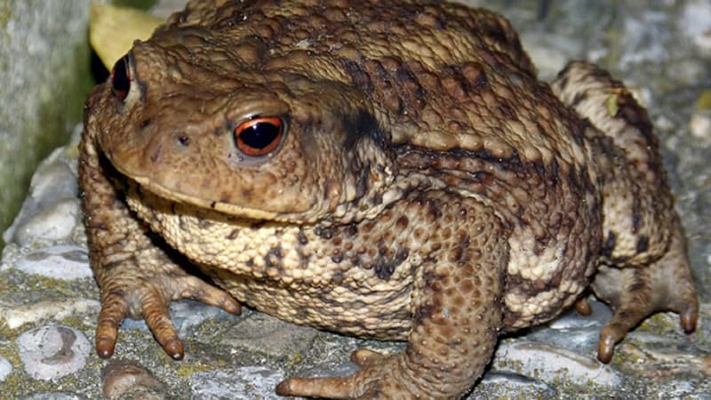 1520 crapauds saisi au Pérou
