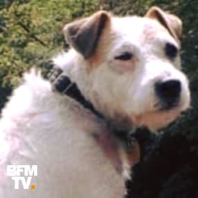 Coincé depuis 6 jours sous terre, ce petit chien a été miraculeusement sauvé en Bourgogne