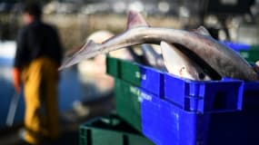 Des pêcheurs débarquent du poisson le 12 novembre 2020 sur le port de Roscoff, en Bretagne