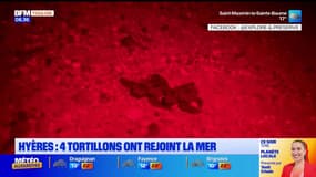 Hyères: trois à quatre tortillons ont rejoint la mer depuis leur nid