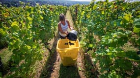 Vendanges dans les vignes d'appelation Crémant d'Alsace à Marlenheim dans le Bas-Rhin, le 11 août 2022