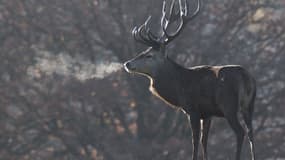 La vidéo montrant la fin d'une partie de chasse en Espagne a fait scandale (PHOTO D'ILLUSTRATION)