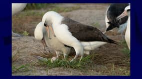Wisdom, le plus vieil oiseau sauvage du monde âgé de 74 ans, contempls son oeuf, décembre 2024