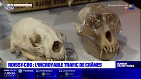 Val-d'Oise: un incroyable trafic de crânes de singes à l'aéroport Paris-Charles de Gaulle