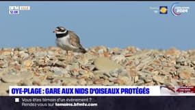 Pas-de-Calais: l'association Eden62 protège les nids d'oiseaux à Oye-plage