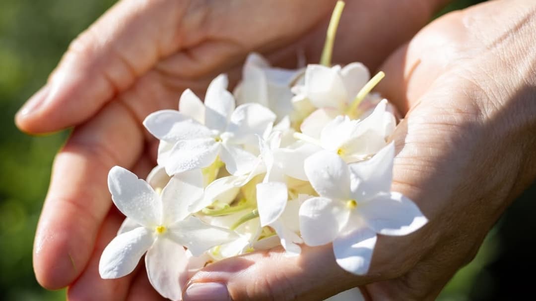 Jasmin- Atelier des Ors