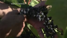 Changement climatique: comment les viticulteurs s'adaptent à la hausse des températures
