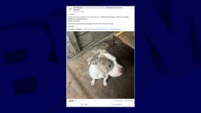 Le chien Alistair a été volé dans la nuit du 30 janvier à la SPA Périgueux.