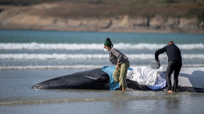 Des membres de Sea Sheperd auprès d'un rorqual échoué, sur la plage de Ploeven, le 19 septembre 2022.