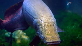 Certains spécimens de l'arapaima d'Amazonie atteignent les 200 kg. Mais grâce à leur "blindage", ils ne nourrissent pas les piranhas.