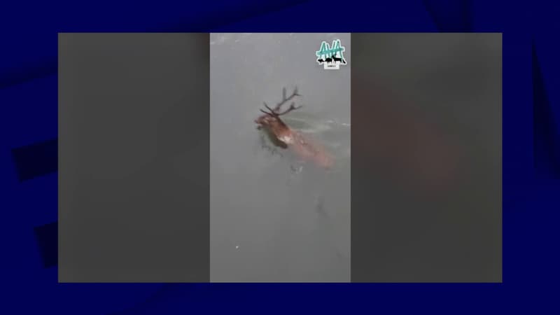 Oise: un cerf traqué et abattu en pleine ville, le maire porte plainte contre les chasseurs