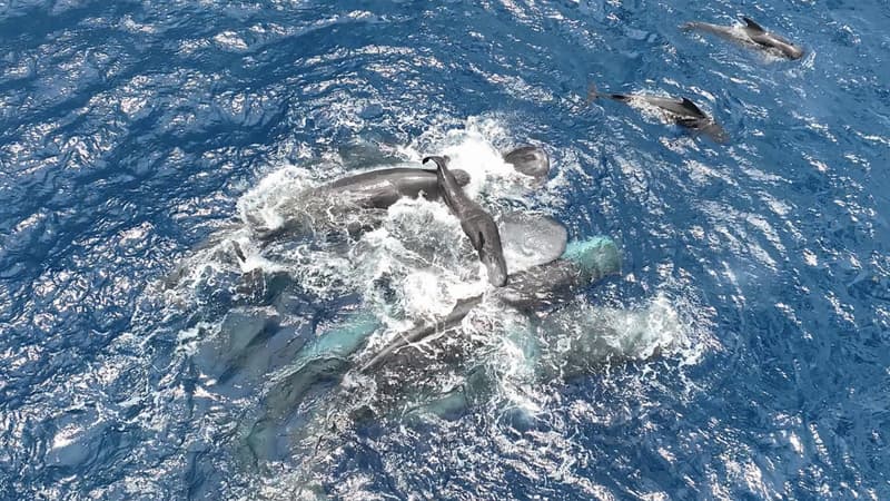 Un événement rarissime: des chercheurs ont pu observer une naissance de cachalot sauvage