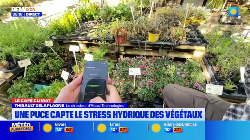 Le Café Climat: une puce pour détecter le stress hydrique des végétaux