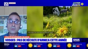 Vosges: pour la deuxième année consécutive, la récole de l'arnica est annulée