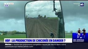 Hauts-de-France: la production de chicorée en danger?