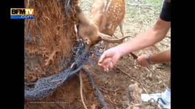 Un homme sauve un cerf coincé dans une barrière