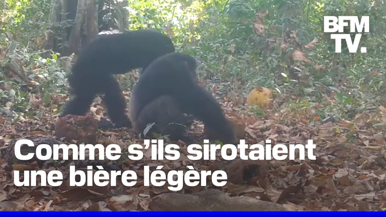 Des chimpanzés filmés en train de s'alcooliser avec des fruits à pain ...