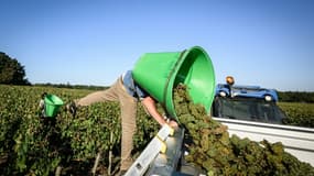 Vendanges à Château-Thébaud, le 13 septembre 2023 en Loire-Atlantiqu