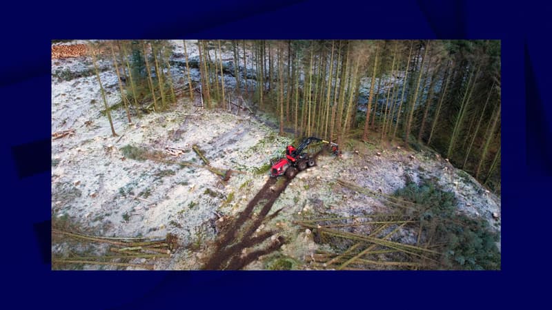 Écosse: les ruines d'un village disparu depuis 150 ans découvertes en coupant des arbres