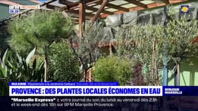 Provence: des plantes économes en eau contre la sécheresse