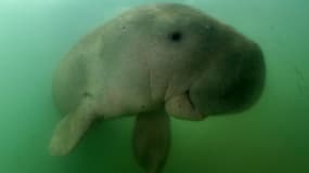 Le bébé dugong recueilli par des vétérinaires thaïlandais. 