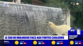 Mulhouse: le zoo face aux fortes chaleurs