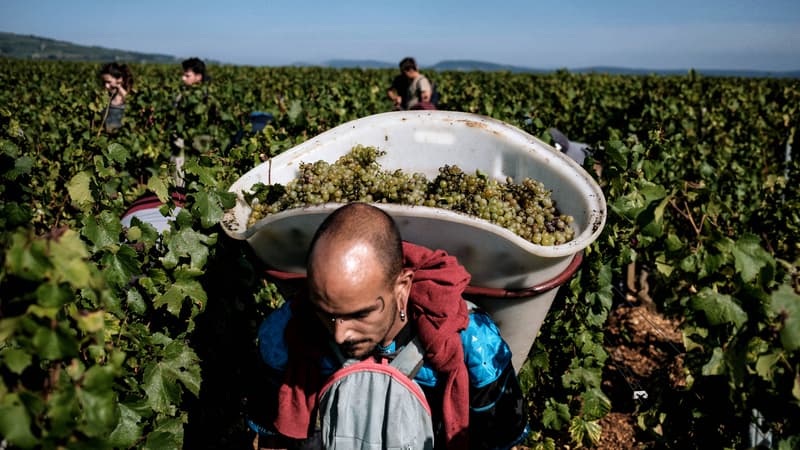 2021 restera la pire année pour le vin de Bourgogne.