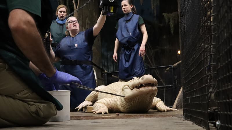 Photo de Thibodaux, un alligator du zoo Henry Doorly à Omaha dans le Nebraska (États-Unis), publié sur Facebook le 17 février 2024. 