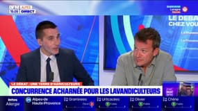 Législatives dans les Alpes-de-Haute-Provence: les propositions des candidats dans la 2e circonscription pour protéger la lavande