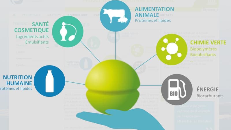 Fermentalg qui va faire son entrée en bourse a développé un procédé inédite pour cultiver des micro-algues pour l'alimentaion, les cosmétiques ou encore la chimie verte.