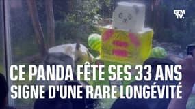 Ce panda fête ses 33 ans au Mexique, signe d'une rare longévité