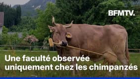 Une vache utilise un balais pour se gratter et c'est une preuve de son intelligence