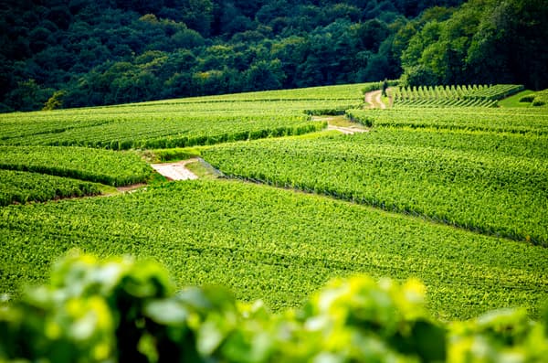 Vallée de la Marne Vallée de la Marne