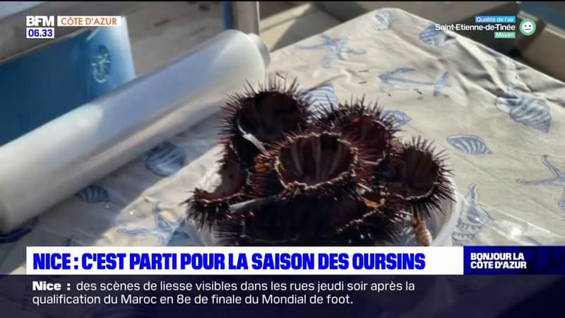 Nice: la saison des oursins est lancée