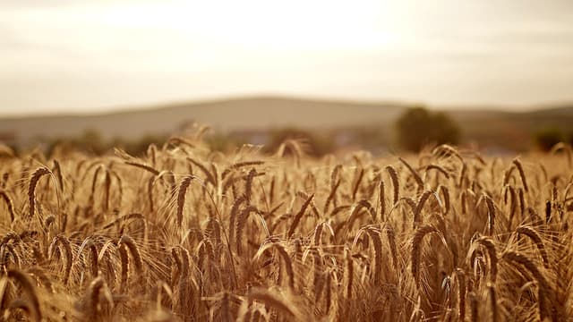 La canicule persiste sur une partie de la France et avec elle, la sécheresse. (Photo d'illustration)