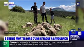 Hautes-Alpes: huit brebis tuées à Savournon, la piste du loup privilégiée