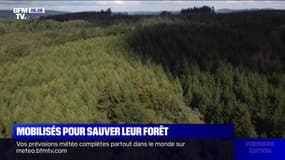 Dans le Morvan, des citoyens achètent des hectares de forêt pour la sauver
