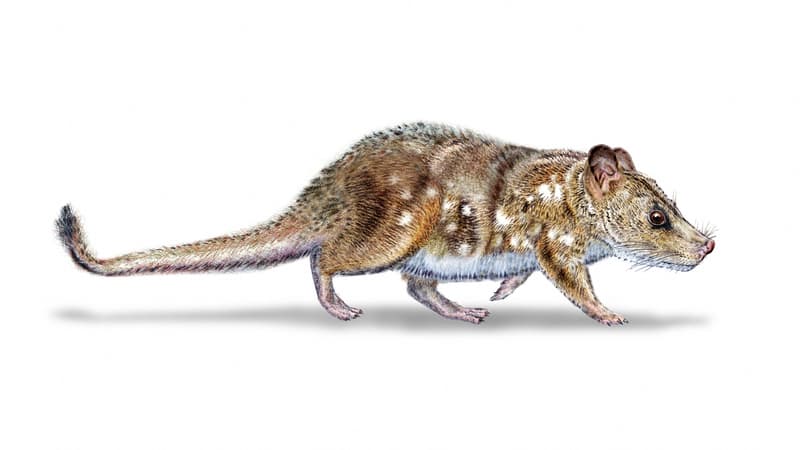 Un trésor vieux du temps des dinosaures: un fossile de petit mammifère découvert au Chili