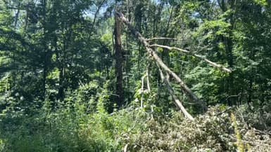 La forêt domaniale de Lyons (Eure) ravagée par les intempéries survenues le 25 juin dernier
