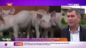 Paul Auffray, éleveur de porcs