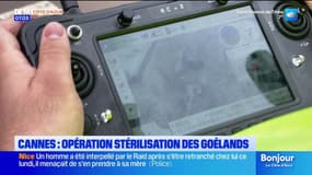 Cannes : une opération de stérilisation des goélands à l'aide d'un drone
