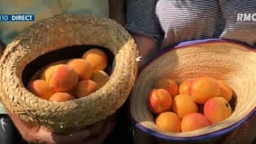 Des récoltes solidaires organisées par des producteurs touchées par la grêle dans la Vallée du Rhône