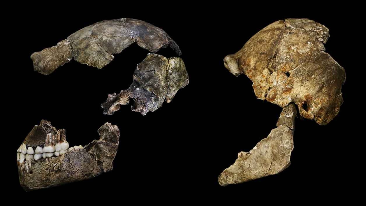 Le crâne reconstitué d'Homo naledi.