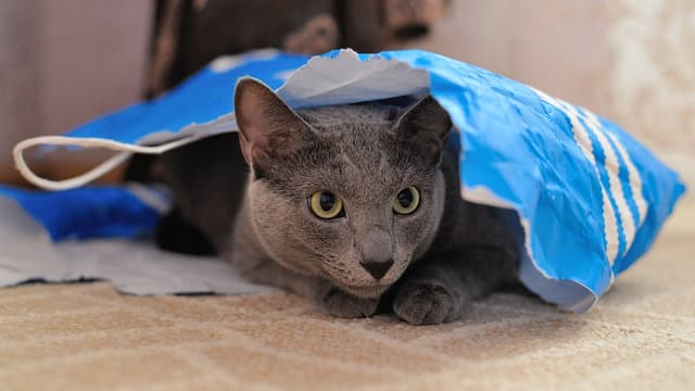 Il faut se poser plusieurs questions avant d'avoir un chien ou un chat