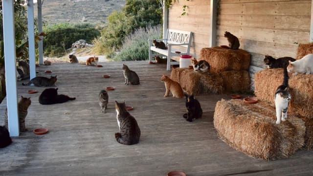 55 chats peuplent le refuge de Joan Boswell sur l'île de Syros.