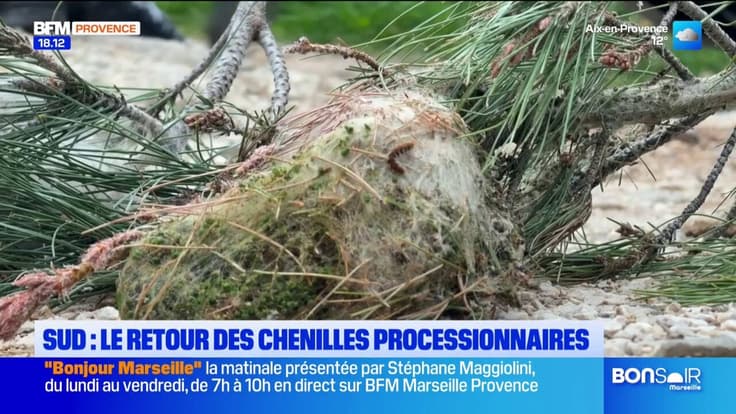 Le retour des chenilles processionnaires en Provence