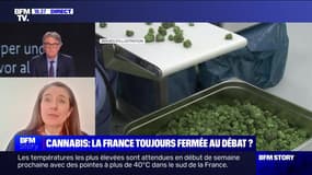 Story 6 : Légalisation du cannabis : l'exemple allemand ? - 17/08