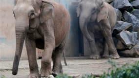 Les éléphantes Baby et Népal dans leur enclos du zoo du parc de la Tête d'Or. Le cirque Pinder, qui essaie de sauver ses deux éléphantes soupçonnées d'être tuberculeuses, a tenté en vain mardi de pratiquer des tests pour éviter leur euthanasie programmée.