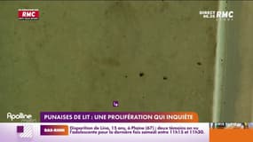 Punaises de lit: une prolifération qui inquète