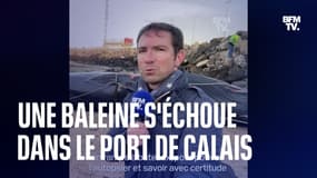  Une baleine de 19 mètres s'échoue dans le port de Calais